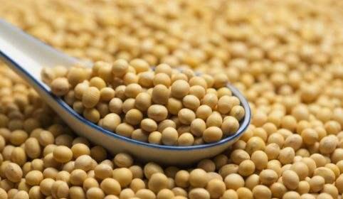 新黄豆上市时间解析，了解新黄豆上市的时间表