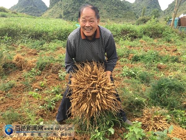 天冬价格走势解析，市场趋势下的多元解读