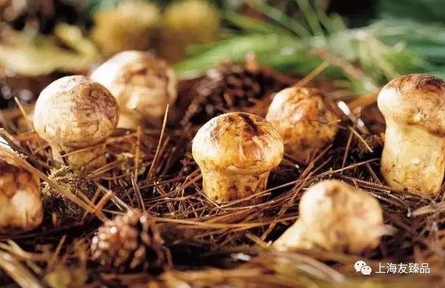 最新松茸，科技与生活融合的高科技产品亮相！